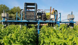 Une récolte de tabac à Quesnoy-sur-Deûle 