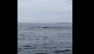 Des dauphins au large de Saint-Gilles-Croix-de-Vie