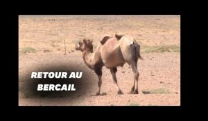 Un chameau parcourt 100km pour retrouver son ancienne famille