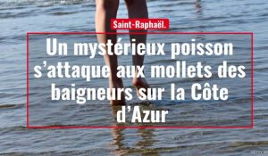 Un mystérieux poisson s'attaque aux mollets des baigneurs sur la Côte d'Azur