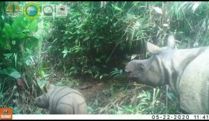 Indonésie: deux bébés rhinocéros de Java repérés dans un parc