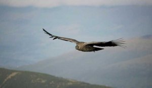 Equateur: des condors en danger malgré un taux élevé de reproduction