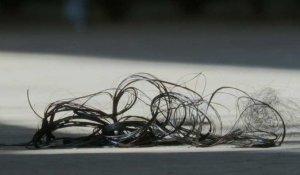 Du salon de coiffure à la mer: des cheveux pour dépolluer les ports