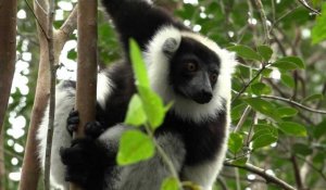 Madagascar: les lémuriens soufflent, le tourisme et la forêt souffrent