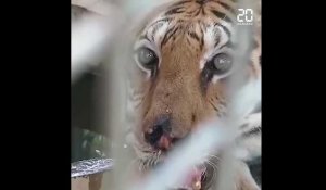 Thaïlande : Des dizaines de tigres, maltraités dans un temple pendant des années, sont morts