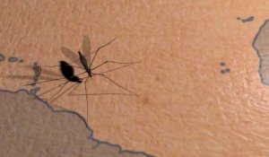 La dengue, le chikungunya et le zika