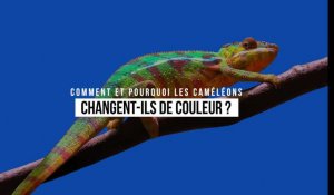 Quels secrets se cachent derrière le changement de couleur du caméléon ? 	