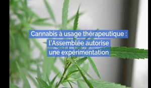 Cannabis à usage thérapeutique : l'Assemblée autorise une expérimentation