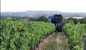 Les vignerons de Buzet utilisent une nouvelle machine à vendanges sélectives