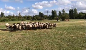 Coudekerque-Branche accueille un concours de chiens de berger