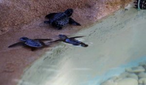 Au Brésil, inquiétudes pour les tortues marines après la marée noire