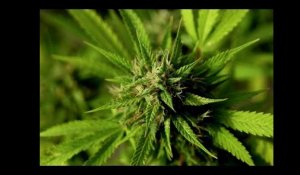 Cannabis thérapeutique : bientôt une loi sur sa légalisation en France ?