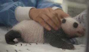 Bébé pandas de Pairi Daiza:  interview        de   Tim Bouts, directeur zoologique et vétérinaire principal
