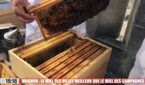 Avignon : le miel des villes meilleur que le miel des campagnes ?