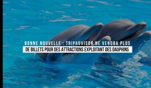 Bonne nouvelle : TripAdvisor ne vendra plus de billets pour des attractions exploitant des dauphins	
