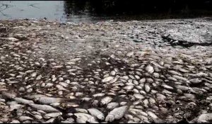 Grèce: des milliers de poissons asphyxiés dans un lac pour cause de sécheresse
