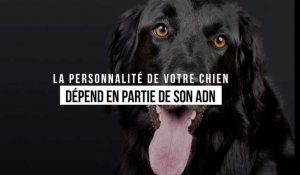 La personnalité de votre chien dépend en partie de son ADN