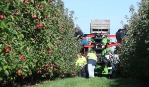 Socx: la récolte des pommes.