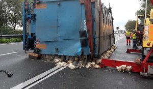 Rumaucourt : un camion transportant 9 000 poulets se couche sur l'A26
