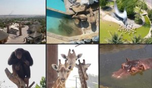 Le zoo de Dubaï rouvre après deux ans de travaux