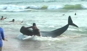 Sri Lanka: près de 120 "dauphins-pilotes" sauvés après leur échouage