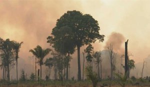 Amazonie brésilienne: la déforestation au plus haut depuis 12 ans