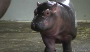 Carnet rose au zoo : naissance d'un bébé hippopotame