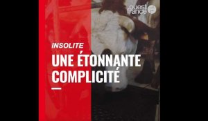 Une étonnante complicité entre cette vache et ce chat