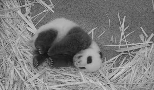 Le bébé panda du zoo de Washington fait des câlins à sa mère