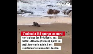 Un phoque aperçu aux Sables-d'Olonne, en Vendée