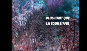Un récif corallien plus grand que la tour Eiffel découvert dans les profondeurs de l’Australie