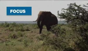 Au Kenya, la population d'éléphants a doublé en 30 ans