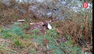 Ariège : Découverte d'une décharge sauvage de cadavres d'animaux