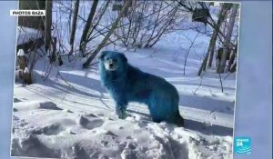 Russie : le mystère des chiens bleus
