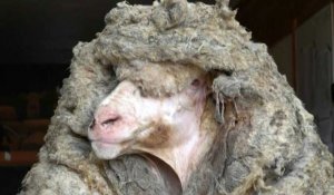 Australie: un mouton délesté de sa toison de 35 kg