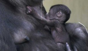 Berlin: naissance d'un bébé gorille au zoo