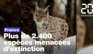 En France, plus de 2.400 espèces sont menacées d'extinction