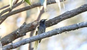 Australie : un oiseau menacé d'extinction "oublie son chant"