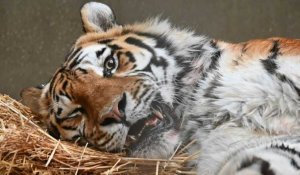 Au zoo de Mulhouse, une opération dentaire réussie chez un tigre de 14 ans
