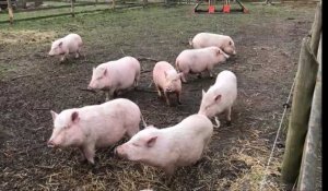 Coudekerque-Branche: dix mini-cochons accueillis à la ferme Vernaelde