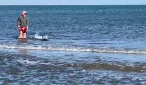 Sauvetage d'un dauphin à Port-la Nouvelle