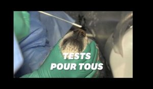 La Corée du Sud lance une campagne tests PCR pour ses animaux domestiques