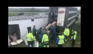Maine-et-Loire. Un camion transportant 160 cochons se couche à Pouancé, dans le Nord Anjou