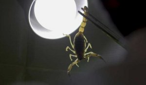 Dans le désert égyptien, le potentiel prometteur du venin de scorpion