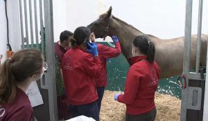 En Europe, les chevaux sous la menace d'une épidémie de rhinopneumonie