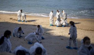 Marée noire en Israël et au Liban, les opérations de nettoyage vont durer des mois