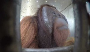 Dix orangs-outans relâchés dans la jungle indonésienne