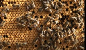 VIDÉO. Frédéric Lot, apiculteur a commencé avec trois ruches