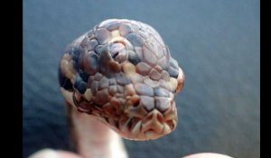 Un python à trois yeux découvert au bord d'une route en Australie