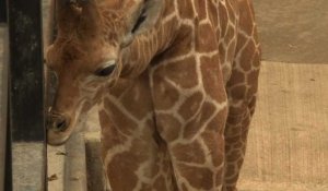 Le zoo de Mexico présente son nouveau bébé girafe